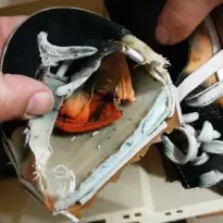 dispatching bleached Vans